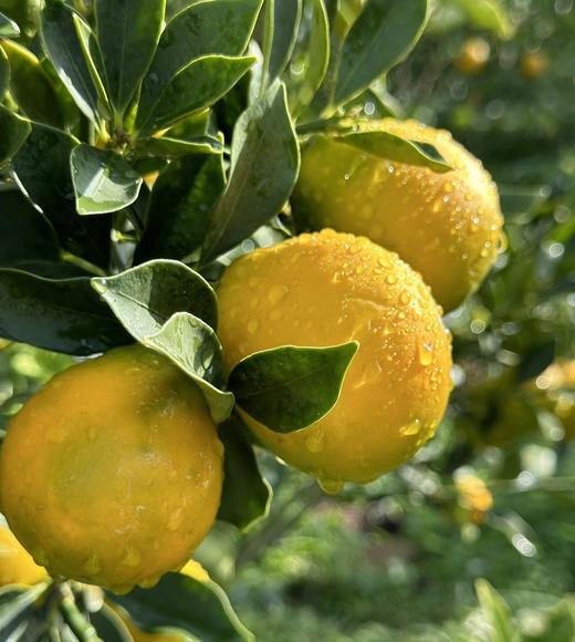 大理宾川脆皮金桔1kg 商品图1