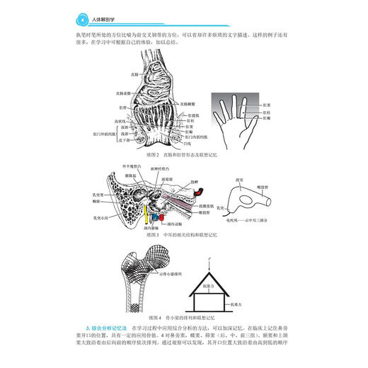 人体解剖学 十四五普通高等教育本科规划教材 刘辉 杨美 主编 适用大学本科 听力与言语康复学等本科非临床专业医学生 科学出版社 商品图4