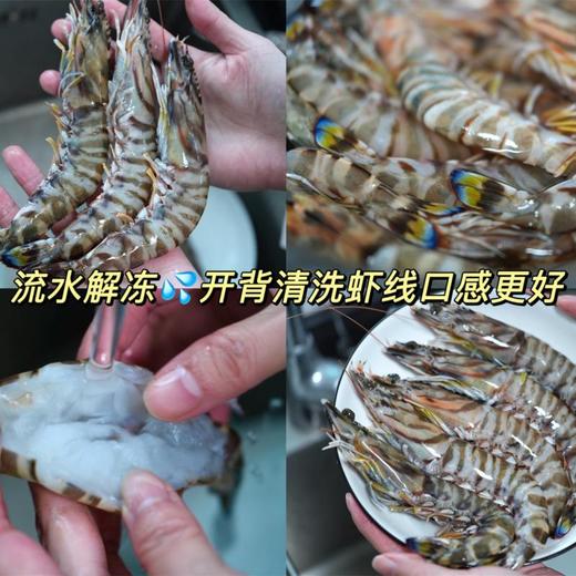 舟山野生蓝尾竹节虾 | 家宴C位 时令新鲜 到港直发 不包冰！足斤足两！ 虾肉紧实白嫩 口感鲜甜 商品图6