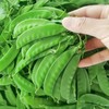 云南高原新鲜现摘荷兰豆当季蔬菜农家自种产地直发清香美味肉质细嫩农家美味菜肴 商品缩略图6