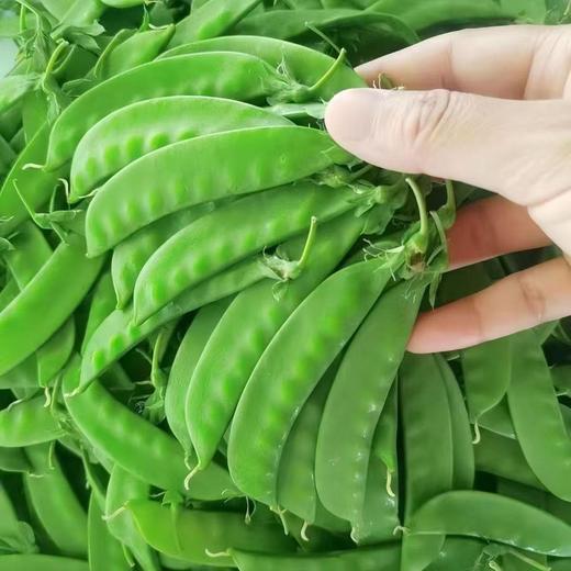 云南高原新鲜现摘荷兰豆当季蔬菜农家自种产地直发清香美味肉质细嫩农家美味菜肴 商品图6