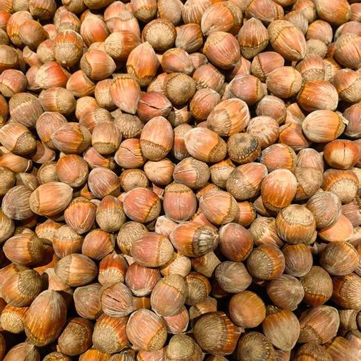 东北大果榛子（500±20g） 商品图0