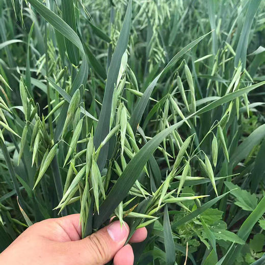 内蒙【全胚芽燕麦米】石碾冷加工，90%的人没吃过的内蒙草原裸燕麦，高海拔！高蛋白！高纤维！ 商品图7