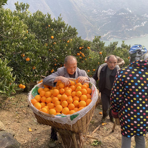 湖北【秭归中华红橙】 红肉香甜可口 细嫩化渣多汁  颜值与美味并存 每一口都汁水四溢！ 商品图4