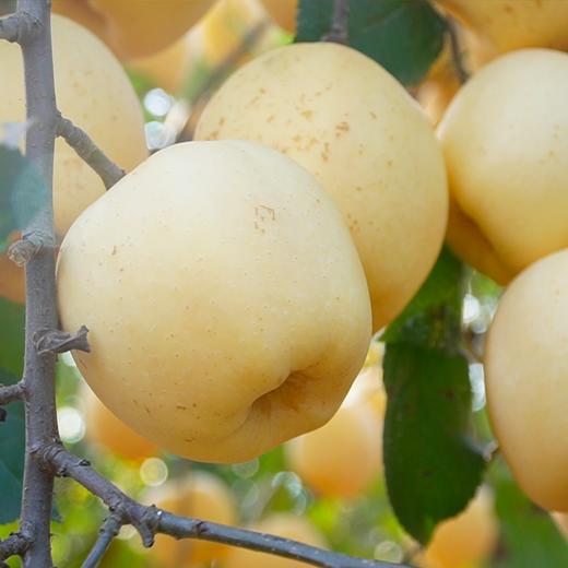 四色苹果礼盒 瑞雪、红富士、黄金维纳斯、瑞香红 顺丰发货 商品图8