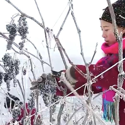 疯抢中！！【春节不打烊】【荣获国际金奖】【金钻·威代尔冰甜白葡萄酒】长白山冰酒 口感柔顺更好喝 12%vol 375ml/瓶（送新年手提礼袋） 商品图5