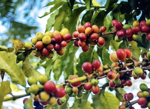 启咖缘咖啡礼盒（两罐装227g*2） 商品图11