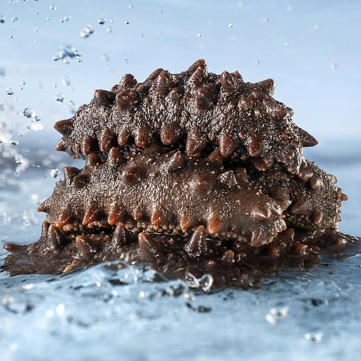 即食海参500g（8-10头）*1袋K 商品图1