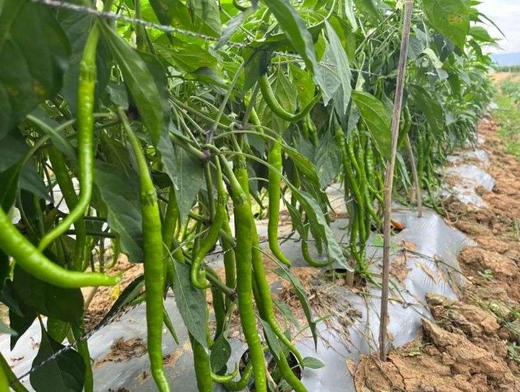 小炒肉专用薄皮辣椒，微辣，一斤/盒 商品图4