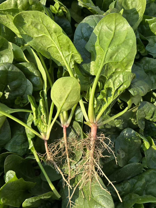 大凉山露天红根菠菜，莴笋，萝卜 商品图0