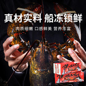 【渔礼记波士顿龙虾】深海洁净船捕速冻 锁住鲜美 餐桌畅享龙虾大餐