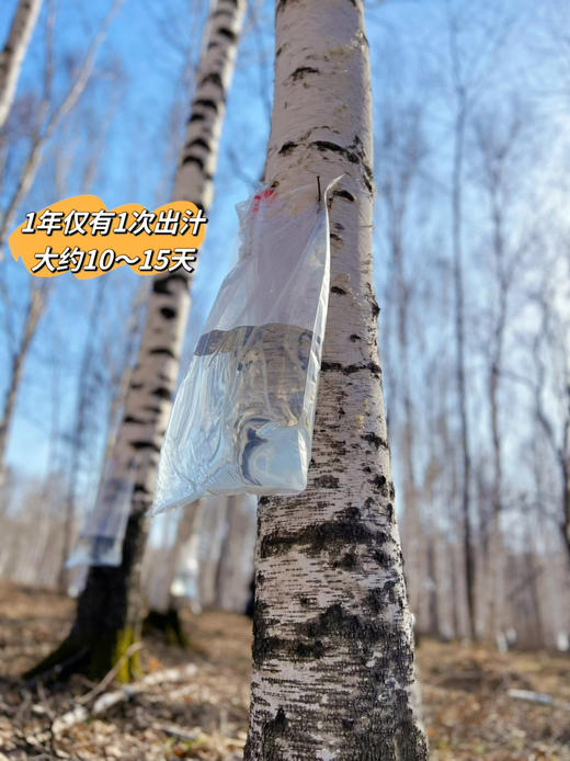 2月10日-25日停发！【10倍浓缩白桦树汁】 大自然的馈赠 生命能量汁水  补充能量  唤醒身体活力 应酬聚会解酒 多效合一 商品图1