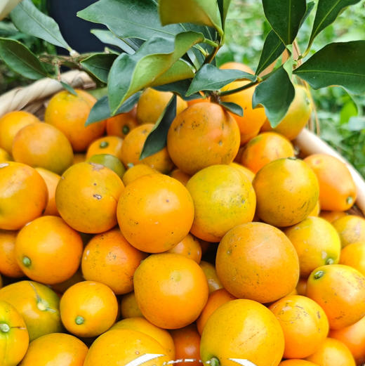 清新浸潭脆蜜金桔1斤装/袋 商品图2