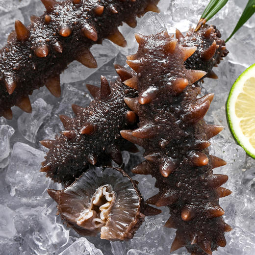 即食海参500g（8-10头）*1袋K 商品图3