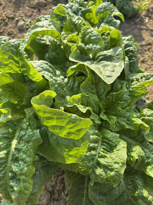 大凉山露天红根菠菜，莴笋，萝卜 商品图2