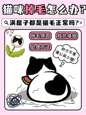 猫咪疯狂掉毛的原因🔍你知道吗⁉