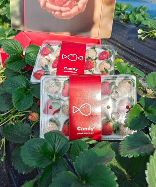 上海本地章姬奶油草莓&(甜蜜之吻)白露 商品图7
