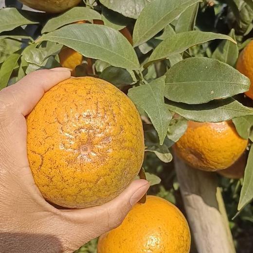 【农场直邮】生态丑沃柑10斤II广西上林 商品图2