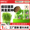 冒险与它猫草罐30g懒人猫草种植罐猫咪零食大麦苗化毛球猫猫零食 商品缩略图0