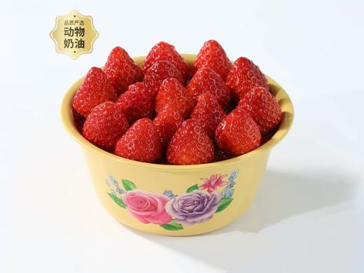 【一盆草莓】小红书网红复古搪瓷盆草莓蛋糕，新鲜现做满载深情厚意的时光印记（北京幸福西饼） 商品图0