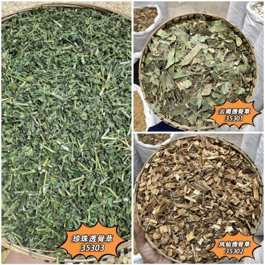 透骨草中药材野采生珍珠透骨草云南透骨草风仙透骨草 商品图0
