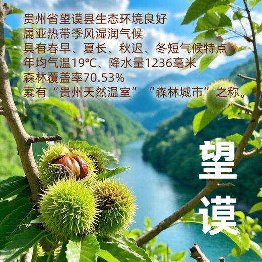【深山甜栗 | 每单赠试吃装】望谟熟蒸板栗仁，产自地理标志产区，自然熟落、天生清甜，只用纯净水蒸制，不添加糖、香精、色素，独立充氮铝袋包装，踏春郊游必备零食！ 商品图1