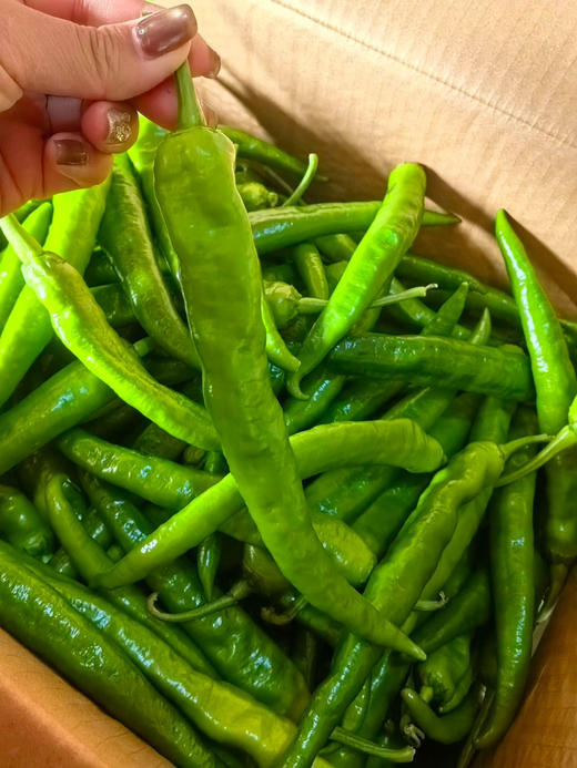 小炒肉专用薄皮辣椒，微辣，一斤/盒 商品图3