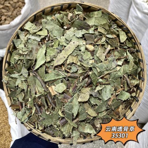 透骨草中药材野采生珍珠透骨草云南透骨草风仙透骨草 商品图2
