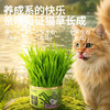 冒险与它猫草罐30g懒人猫草种植罐猫咪零食大麦苗化毛球猫猫零食 商品缩略图3