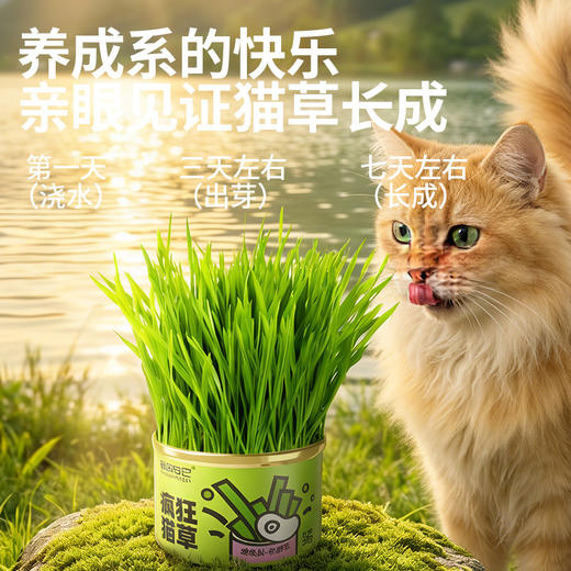 冒险与它猫草罐30g懒人猫草种植罐猫咪零食大麦苗化毛球猫猫零食 商品图3