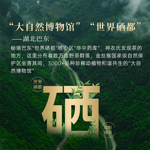 正山堂巴东红珍硒茶 骏眉中国湖北特级红茶正宗单芽茶叶花果香罐装 商品图2