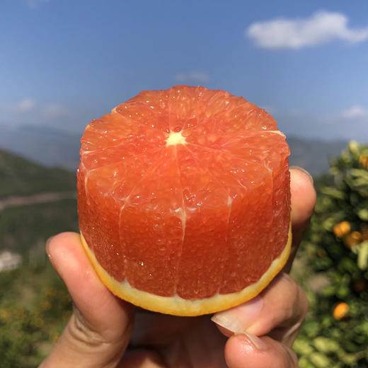 湖北【秭归中华红橙】 红肉香甜可口 细嫩化渣多汁  颜值与美味并存 每一口都汁水四溢！ 商品图3