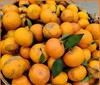 【农场直邮】生态丑沃柑10斤II广西上林 商品缩略图0
