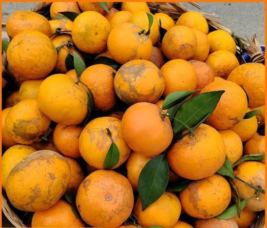 【农场直邮】生态丑沃柑10斤II广西上林 商品图0