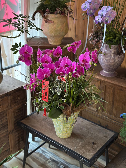 现货组盆多枝蝴蝶兰 商品图0