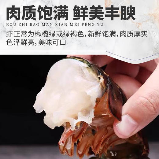 【渔礼记波士顿龙虾】深海洁净船捕速冻 锁住鲜美 餐桌畅享龙虾大餐 商品图2