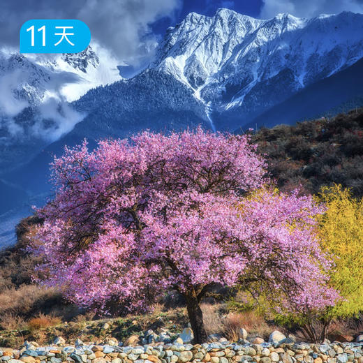 春季限定｜川藏南北线 林芝桃花+金川梨花 11日 商品图1