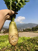 大凉山露天红根菠菜，莴笋，萝卜 商品缩略图4