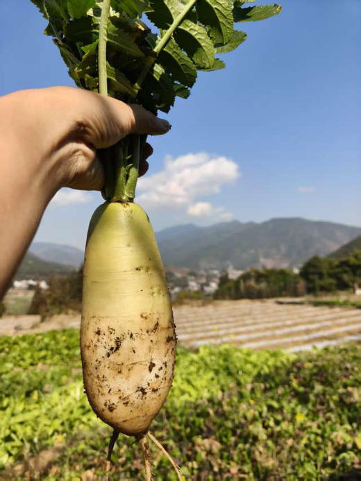 大凉山露天红根菠菜，莴笋，萝卜 商品图4