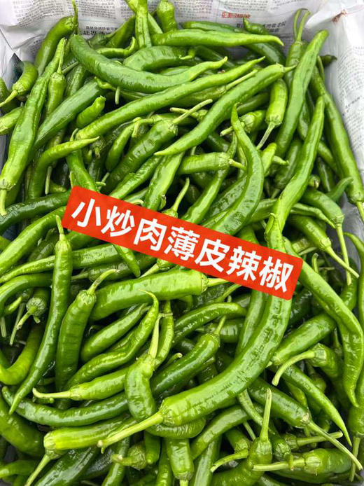 小炒肉专用薄皮辣椒，微辣，一斤/盒 商品图2