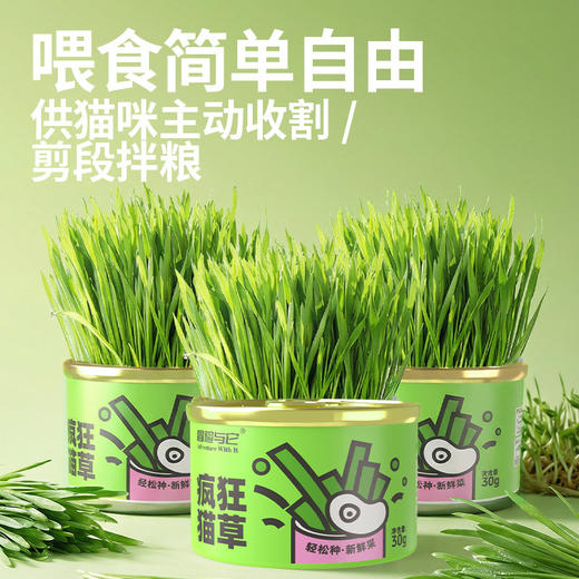 冒险与它猫草罐30g懒人猫草种植罐猫咪零食大麦苗化毛球猫猫零食 商品图2