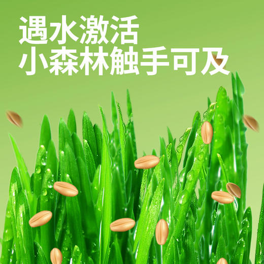 冒险与它猫草罐30g懒人猫草种植罐猫咪零食大麦苗化毛球猫猫零食 商品图1