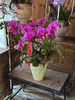 现货组盆多枝蝴蝶兰 商品缩略图1