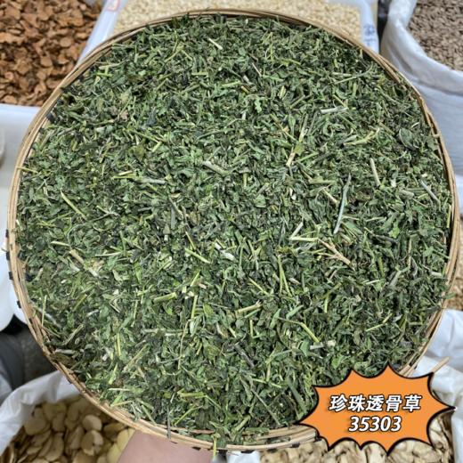 透骨草中药材野采生珍珠透骨草云南透骨草风仙透骨草 商品图1