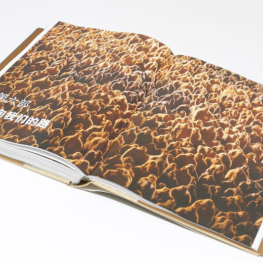 万物简史（彩图珍藏版） 商品图4