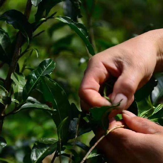 金骏眉红茶 商品图3
