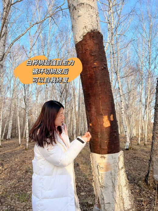 2月10日-25日停发！【10倍浓缩白桦树汁】 大自然的馈赠 生命能量汁水  补充能量  唤醒身体活力 应酬聚会解酒 多效合一 商品图5