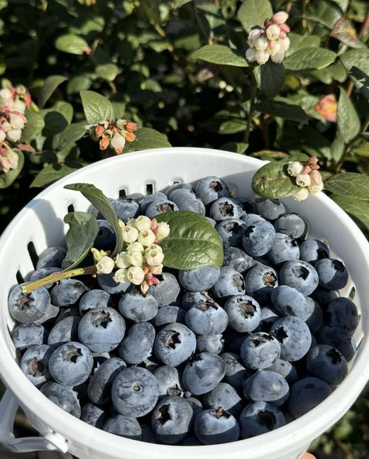 高原L25花香蓝莓18mm+（88g*8盒 共700g） 商品图1