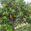 清新浸潭脆蜜金桔1斤装/袋 商品缩略图3