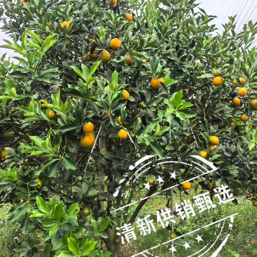 清新浸潭脆蜜金桔1斤装/袋 商品图3